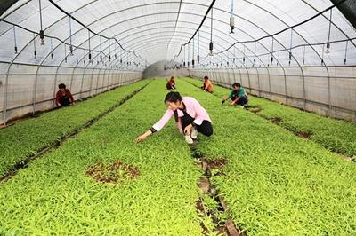 拥有6大类55个优质农副产品--南召县有机农产品享誉全国